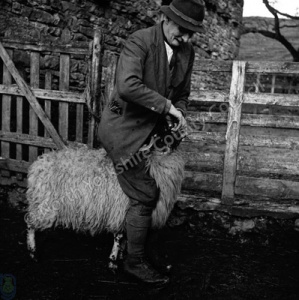 Shepherding, Dosing for Fluke